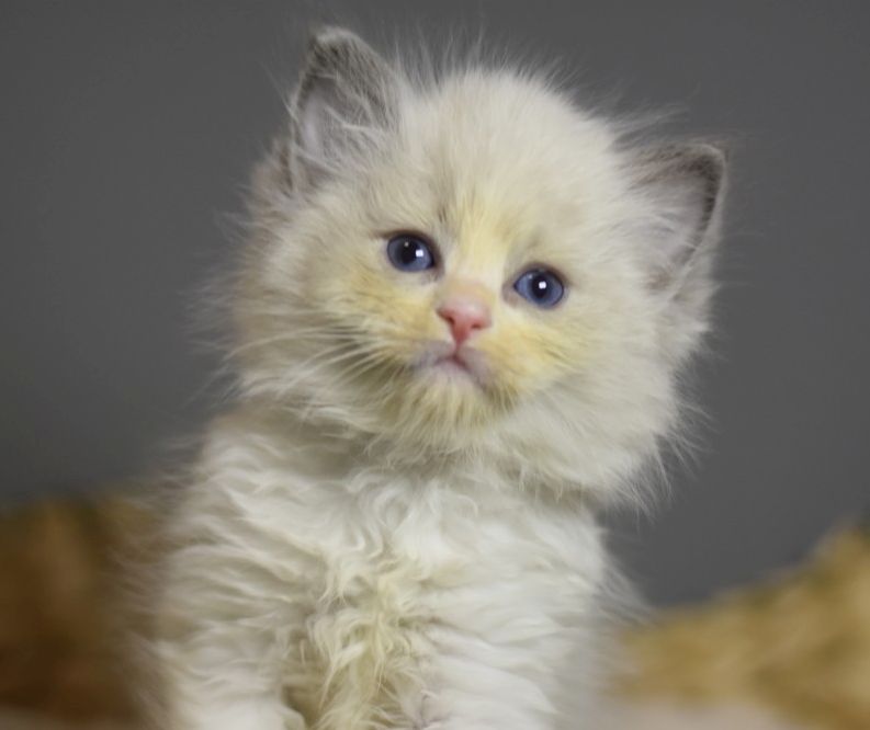 images/AvailableKittens/Mann website.jpg